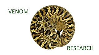 Eastern diamondback rattlesnake venom research [upl. by Enerol]