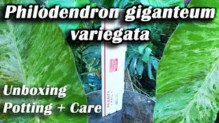 Unboxing Potting amp Care For Giant Variegated Philodendron  Philodendron giganteum variegata [upl. by Saihtam]