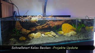 Schnellstart für das Kallax Becken Projekte Update aquaristik [upl. by Pytlik]