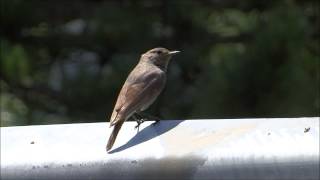 Zwarte roodstaart Black Redstart Phoenicurus ochruros in Oostenrijk [upl. by Magen]