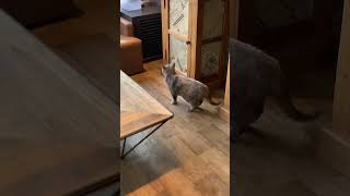 🐈‍⬛出てきた猫ちゃんすぐとまる‼️ cat 猫カフェ ねこさん 猫cafe猫ねこ動画 [upl. by Ilegna]