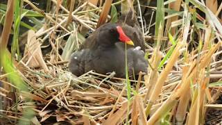 دجاج الماء في المملكة Adult Common Moorhen [upl. by Freeborn235]