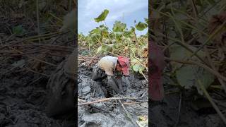 This Amazing Thing Is Extracted From Mud shortsvideo [upl. by Akemrej]