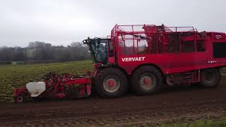 Vervaet 625 Evo Harvesting Sugarbeet in North Norfolk [upl. by Stichter]