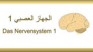 32اللغة الألمانية الطبية  الجهاز العصبي 1  Medizinische Fachsprache  Nervensystem 1 [upl. by Eojyllib]