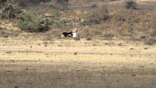 Ostrich Mating Display [upl. by Welcome]