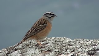 Escribano montesino Emberiza cia Rock Bunting [upl. by Nohpets]