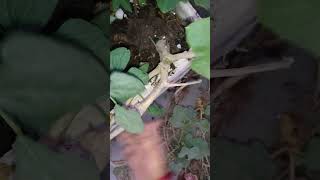 Removing pumpkin Plant from My Garden A StepbyStep Guide short ytshorts viral shorts [upl. by Eenet]