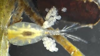 Copepod eggs hatching Cyclopidae Cyclops abyssorum [upl. by Nojad]