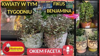 BIEDRONKA‼️KWIATY W TYM TYGODNIU💐PALMA KOKOSOWA KAKTUS EUPHORBIA LILIE ORIENTALNE I CIĘTE🪴 [upl. by Atalayah]