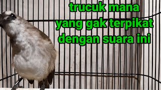 Trucuk jantan memanggil BETINA Suara Birahi cucakrowo 100 pancingan trucukan gacor agar BUNYI EMOSI [upl. by Ner705]