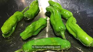 How to Grow Shishito Peppers [upl. by Mindy]