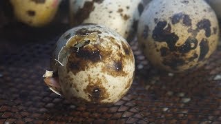 First Time Hatching Coturnix Quail Eggs [upl. by Freeman]