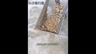 戶外捕魚：漁民用小沙蚤垂釣海鮮 釣魚 釣魚的樂趣只有釣魚人懂 原來釣魚才是抖音運動頂流 [upl. by Ehsiom650]