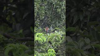 wakeup time rufoustreepie birds birdsvideo 4k nature naturetherapy birdslifestyle [upl. by Fineberg306]