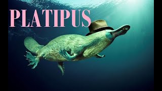 PLATIPUS PLATYPUS Ornithorhynchus anatinus [upl. by Aubert]