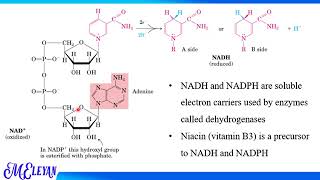 2 Glycolysis Anaerobic respiration [upl. by Hibbs129]