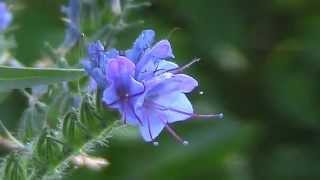 Invasive Species  Blueweed Echium vulgare [upl. by Analrahc227]