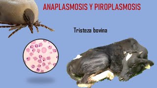 ANAPLASMOSIS Y PIROPLASMOSIS BOVINA TRISTEZA BOVINA [upl. by Adiana791]