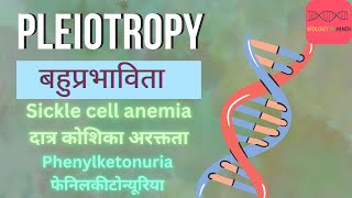 बहुप्रभाविता  pleiotropy  दात्र कोशिका अरक्तता  फेनिलकीटोन्यूरिया  Sickle cell anemia  Phenylke [upl. by Annoeik752]