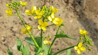 청경채 꽃 씨앗  Brassica campestris chinensis [upl. by Enhpad983]