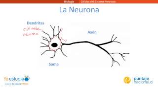 Células del Sistema Nervioso [upl. by Agripina]