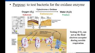 Lab 57 Oxidase Test [upl. by Elcarim]