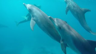 dolphin Tour Hurghada [upl. by Oconnor]