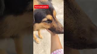 Hum tumko paale haigerman jesper funnyanimal reels germanshepherd doglover youtube funny [upl. by Eamanna]