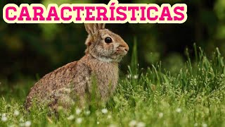 6 Características sobre los CONEJOS [upl. by Annanhoj224]