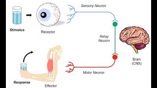 Coordination and control nervous coordination Structure of Neuron [upl. by Jari]