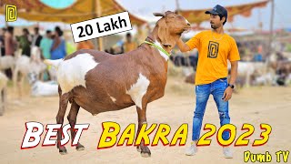 Bakra Mandi 2023 20 lac ka Bakra  Dumb Stories [upl. by Lenahc]