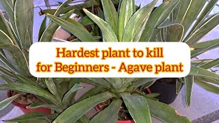 Agave plant carepropogation and medicinal benefitsअगावे पौधे की पूरी जानकारी और फायदेgardning [upl. by Jarlathus450]