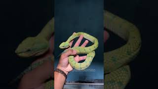 Bornean keeled pit viper tropidolaemus subannulatus [upl. by Atteyek396]