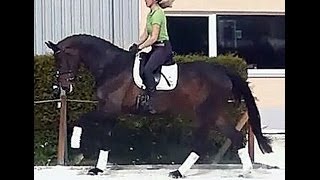 wwwsporthorsesonlinecom 2009 Hanoverian Sir Donnerhall mare 17 hh SOLD [upl. by Alyos885]