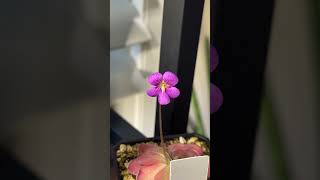 Pinguicula x ‘Johanna’ flower 😍 pinguicula carnivorousplants exoticplants butterwort [upl. by Cadmann276]