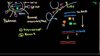 HIV life cycle [upl. by Thornie898]