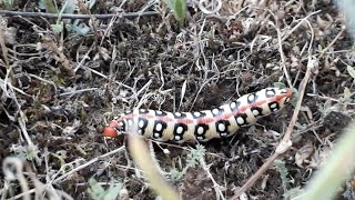 Hawkmoth caterpillar spurge on grass stems Hyles euphorbiae Euphorbia hawk moth [upl. by Adachi]