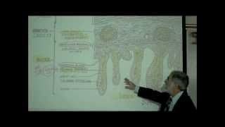 DIGESTIVE SYSTEM PART 4 INTESTINE amp DIGESTION by Professor Fink [upl. by Anoirtac83]