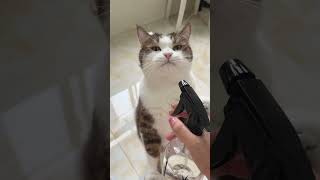 Give me a drink cuteanimal cat subscribe viralvideo [upl. by Icaj]