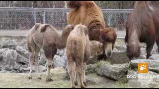 famille de chameaux au complet camel family complete Zoo sauvage de St Félicien [upl. by Nadean]