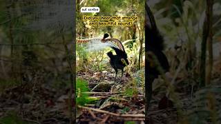 Is the Superb Lyrebird REALLY the King of Australian Wildlife birds austrailian animals [upl. by Zetram]