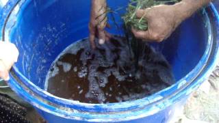 MAKING ORGANIC FOLIAR FERTILIZER [upl. by Enaasiali23]