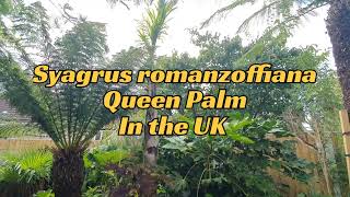 Syagrus romanzoffiana Coco queen Palm overwintered in the UK [upl. by Irisa]