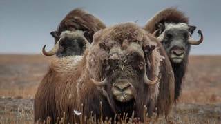 Chukotka to Wrangel Island cruises in the Russian Arctic with Heritage Expeditions [upl. by Chemar779]