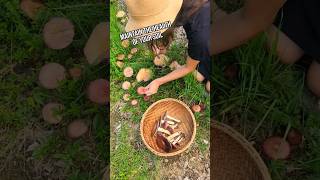 The Easiest Mushroom to Grow in Your Garden  Wine Cap Mushrooms mycology gardening fungi diy [upl. by Rafe]