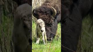 Extremely rare white bison calf spotted at Yellowstone National Park Shorts [upl. by Brendon79]