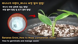 바나나가 자란다바나나 씨앗 발아 방법 Bananas GrowHow to Musa yunnanensis seeds [upl. by Adlog]