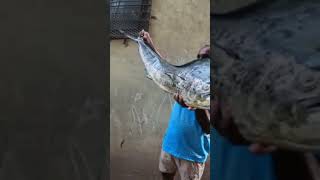 8kg चा पोपट मासा 🐟viralvideo agarikoli fish shortvideos [upl. by Sorkin]