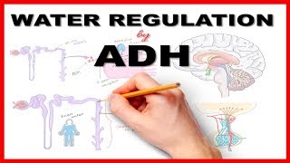 Water Regulation by Antidiuretic Hormone ADH [upl. by Harrad]